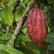 Red cacao pod on tree trunk