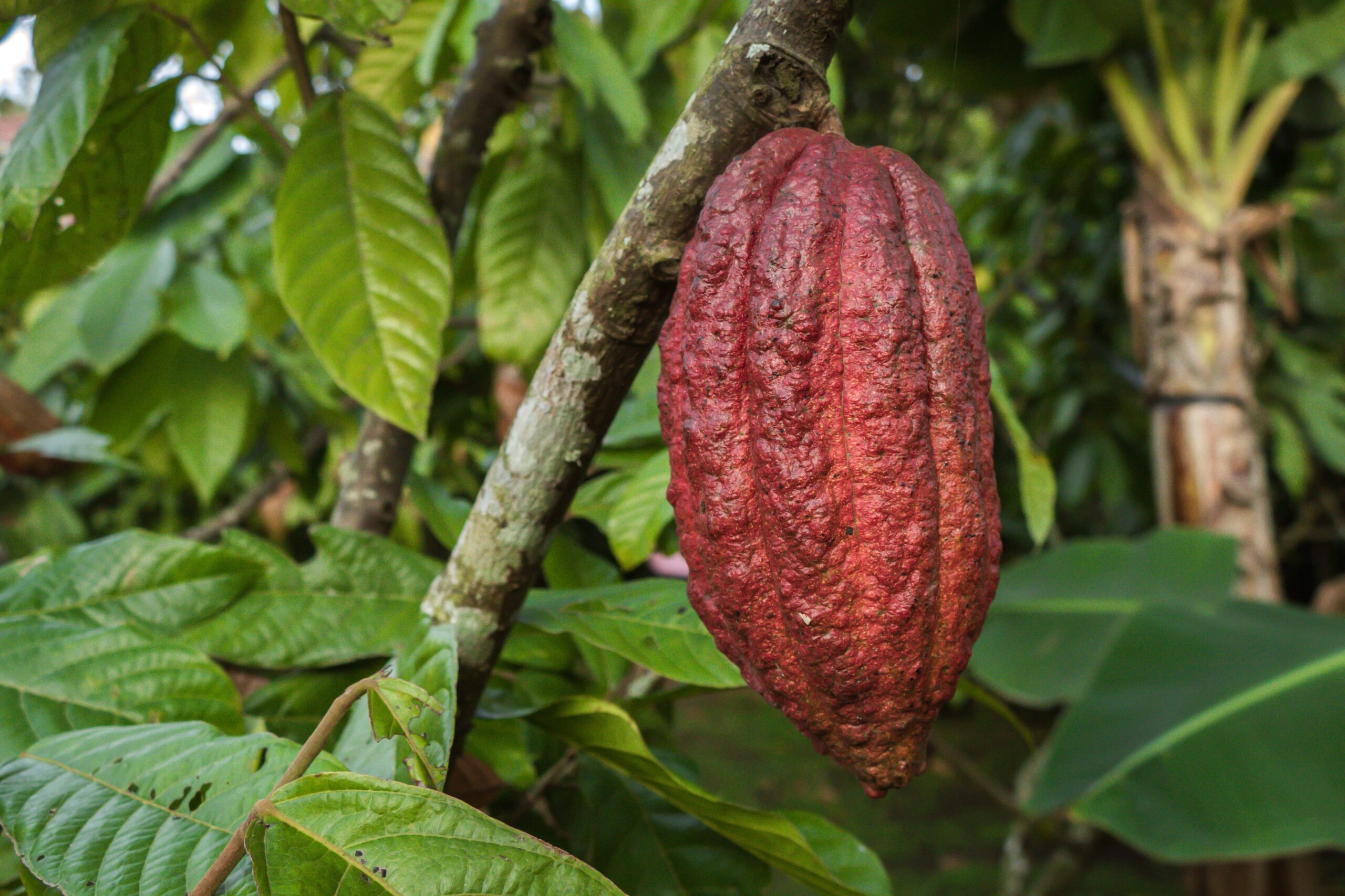 Red cocoa pod on tree trunk