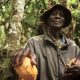 African cocoa farmer holding ripe pods