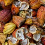 broken empty cocoa pods