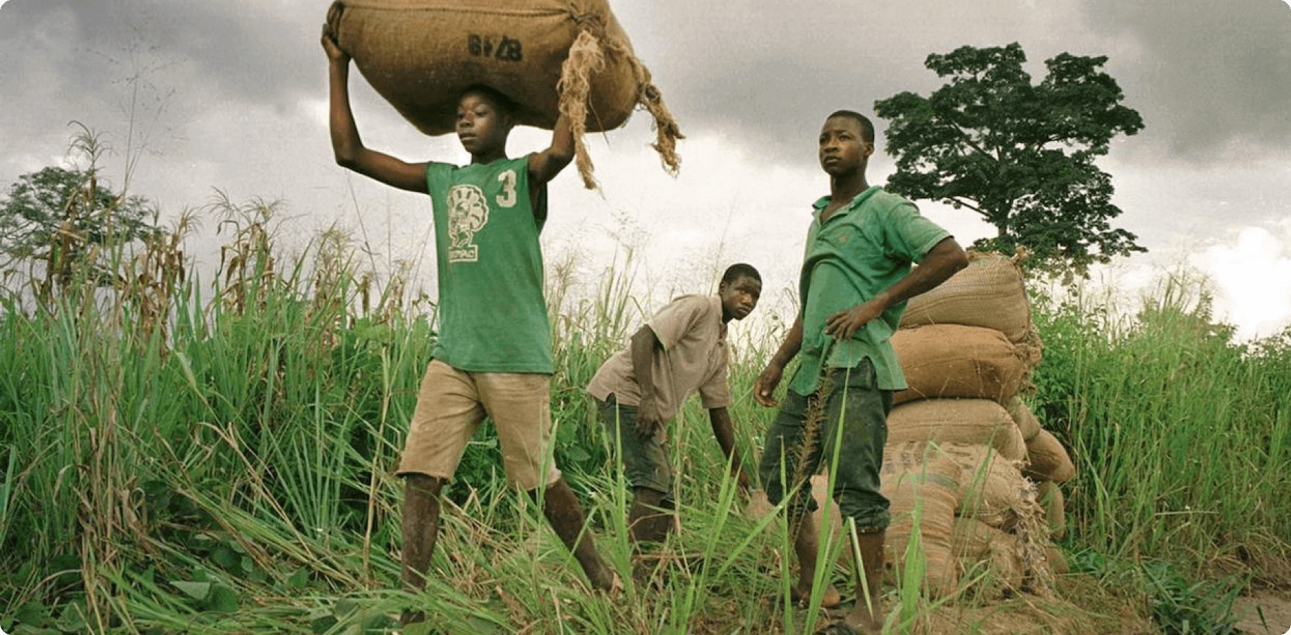 Child cocoa farm workers