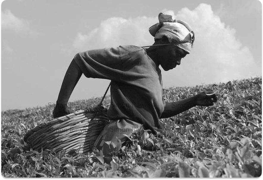 African farmer harvesting tea