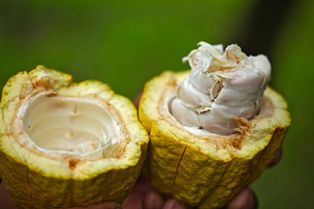 Pulp-covered cacao seeds in opened pod