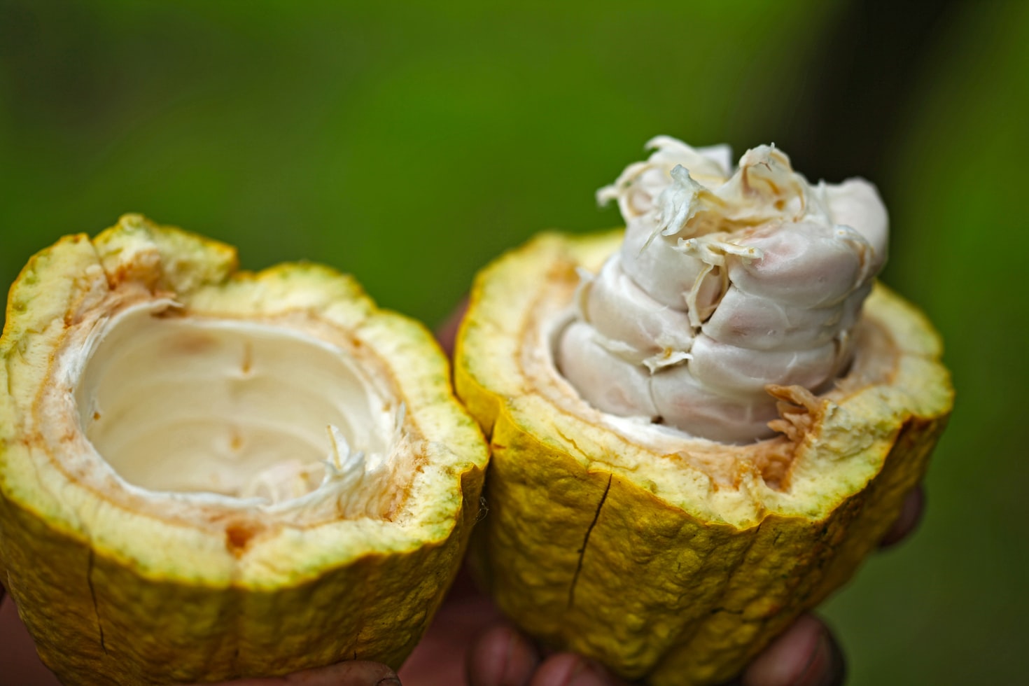 Cacao Pulp Juice, the Future of Cocoa