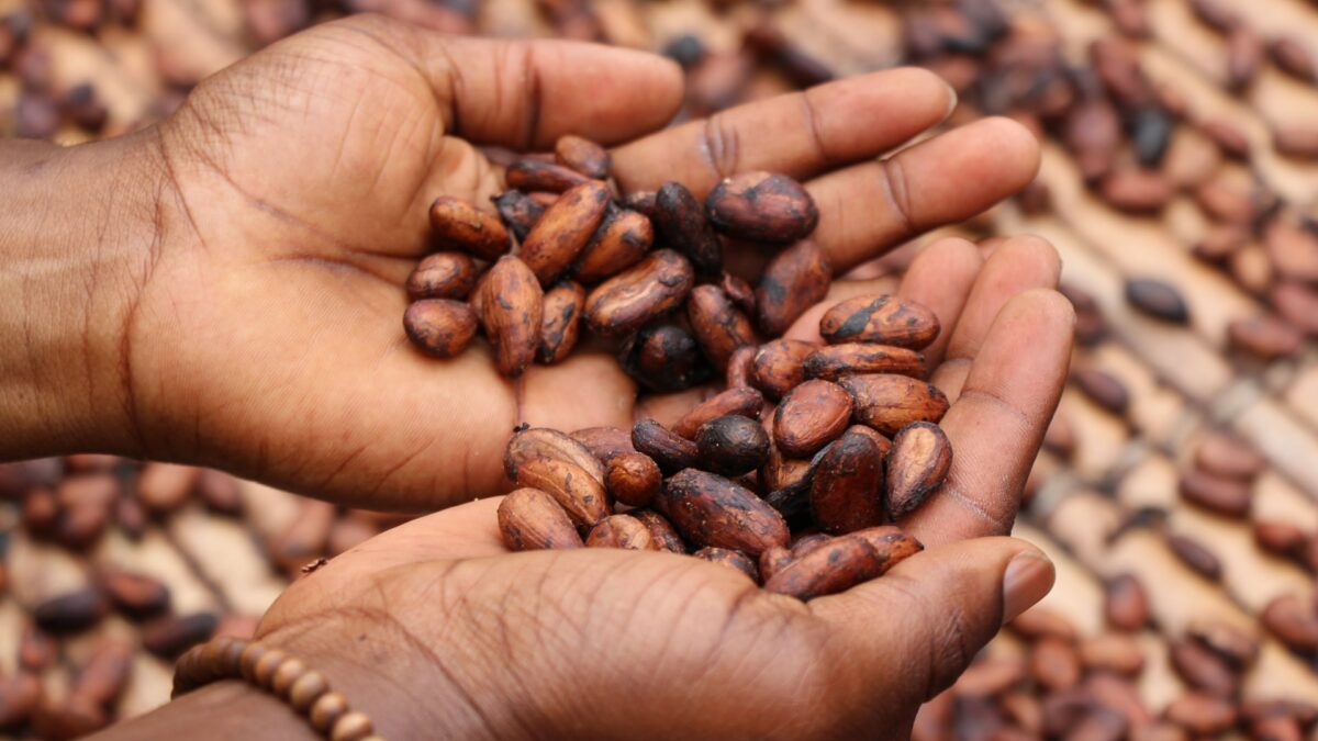 woman's palms with cacao beans