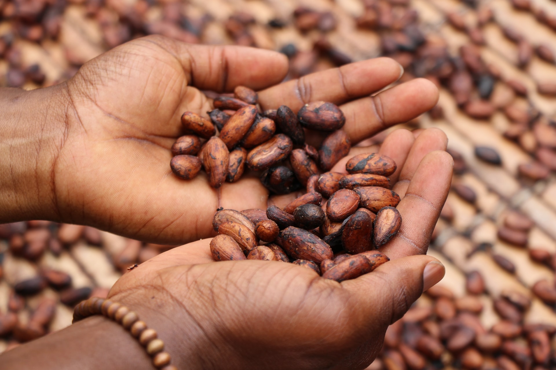 woman's palms with cacao beans