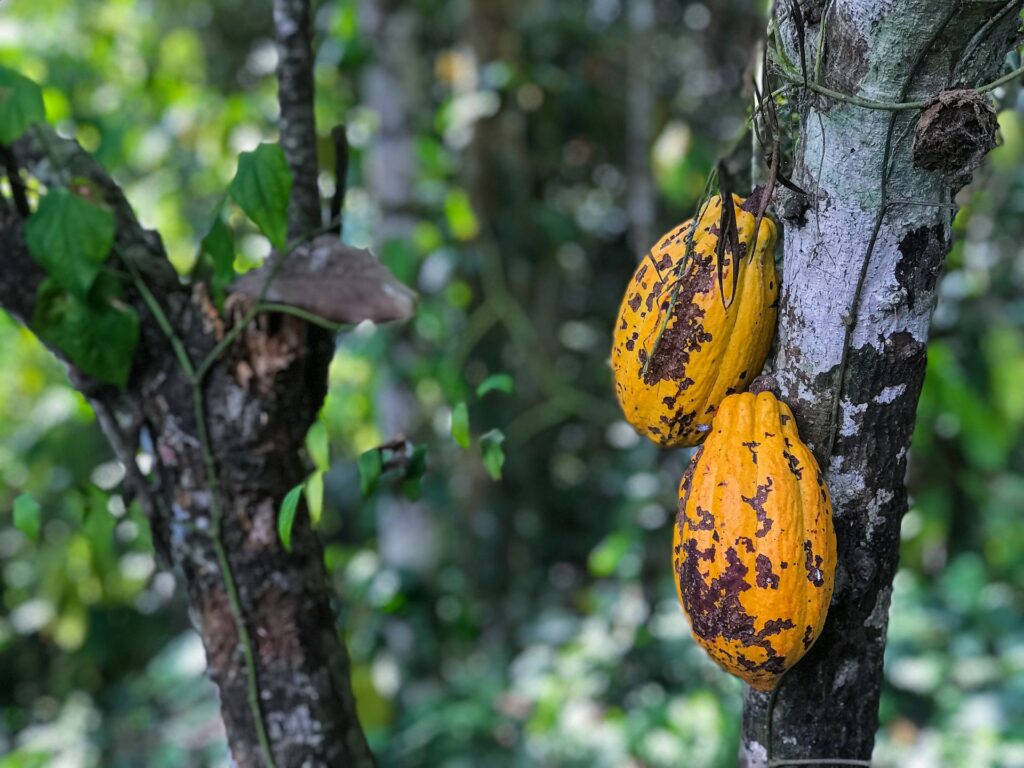 two infected cocoa pods on a cacao trunk