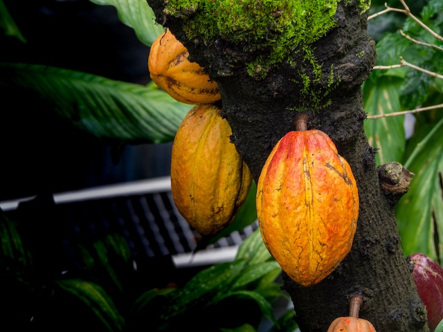 cocoa pods on a tree