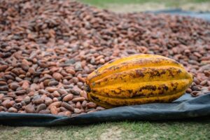 cacao pod lying on dried cocoa beans