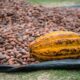 cacao pod lying on dried cocoa beans