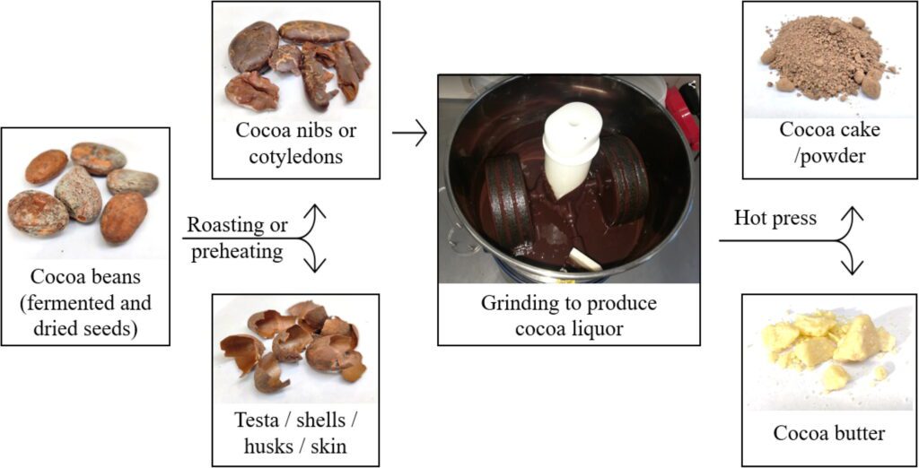 infographic of different cocoa products