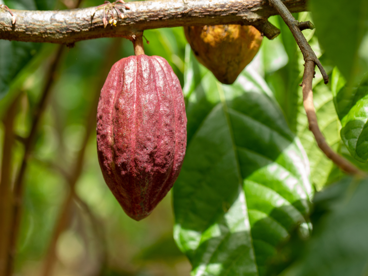 Cacao plant